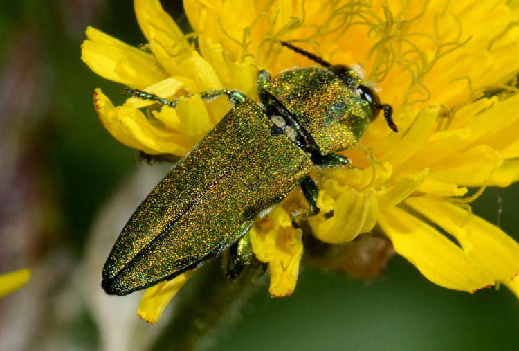 due Buprestidae da conf. e/o det.